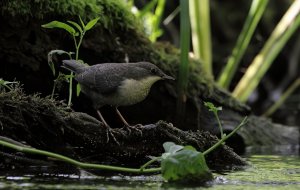 White-throated dipper