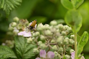 Tawny Longhorn Beetle