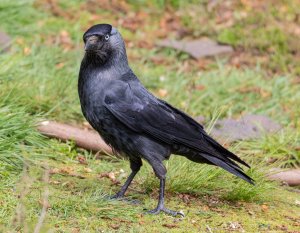 Common Jackdaw