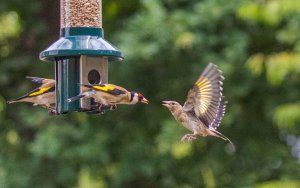 European Goldfinches