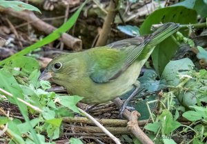 Painted Bunting