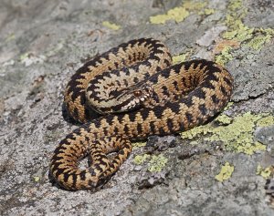 Common European Adder