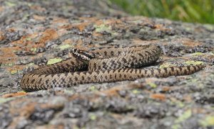 Common European Adder