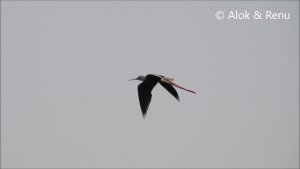 Lakescape-926 : Black winged Stilt in a lovely flight : Amazing Wildlife of India by Renu Tewari and Alok Tewari