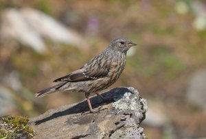 Alpine Accentor