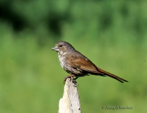 Fox Sparrow (Thick-billed) -  [megarhyncha Group]