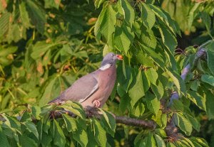 Common Wood Pigeon