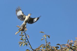 Nothern Mockingbird