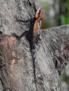 Peninsular Rock Agama in breeding plumage