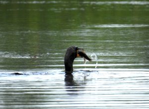 Double-crested cormorant