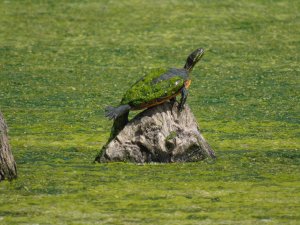 Invasive turtle