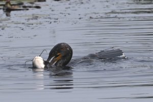 Double Crested Cormorant with a catfish