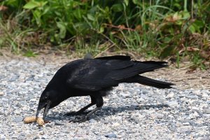 Fish Crow with a peanut