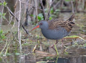 Water Rail