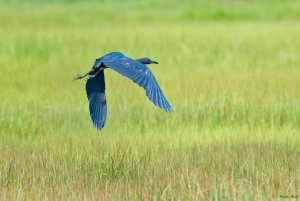 Little blue heron