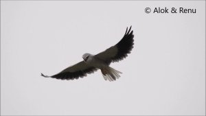 Raptor-181 : Black-winged Kite : hovering : Amazing wildlife of India by Renu Tewari and Alok Tewari
