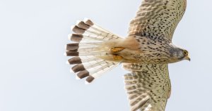 Common Kestrel Flying Overhead