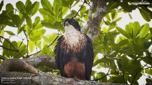 Rufous-bellied Eagle, Borneo