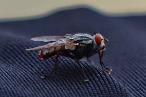 House Fly Close Up