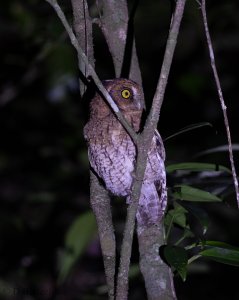 Black-capped Screech Owl .jpg
