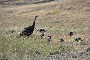 Wild Turkey and Young