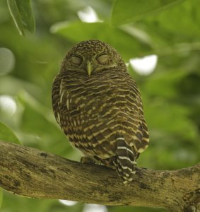 Asian Barred Owl.