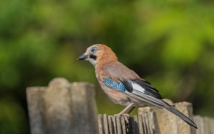 Eurasian Jay