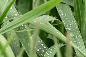 Reeds and Rain