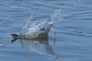 Least Tern and the one that got away