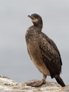 Juvenile shag