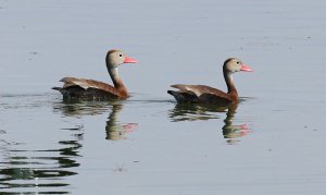 Black-bellied Whistling Ducks