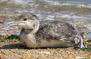 Common loon