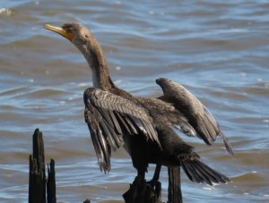 double-crested cormorant