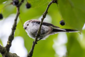 Adorable Long-Tailed Tit