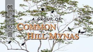Hill Mynas Gathering, Borneo
