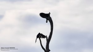 Black Hornbills, Borneo