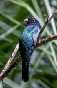 Blue Crowned Trogon