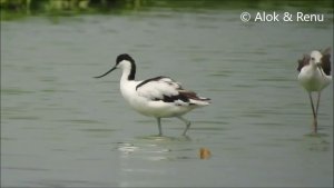 Lakescape-935 : Pied Avocet : feeding : Amazing Wildlife of India by Renu Tewari and Alok Tewari