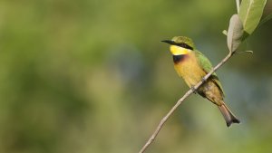 Little Bee-eater