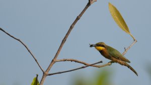 Little Bee-eater