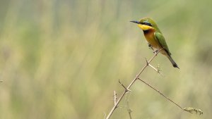 Little Bee-eater