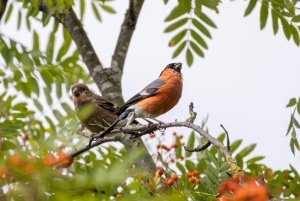 Proud Dad (Eurasian Bullfinch)