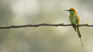 Asian Green Bee-eater