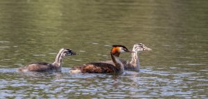 Great Crested Grebe Family