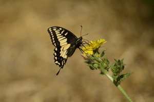 Anise Swallowtail