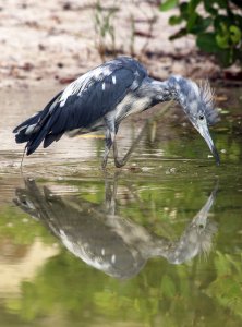 Eclipsing little blue heron reflecting on the changes