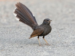 black bush robin