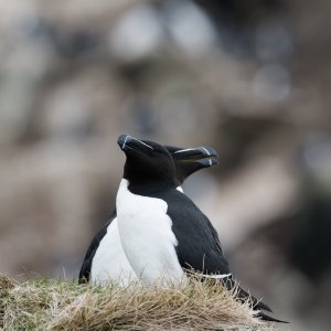 Razorbills