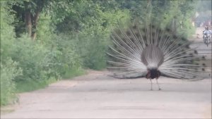 Indian Peacock : male dancing : Amazing Wildlife of India by Renu Tewari and Alok Tewari