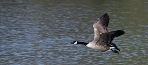 Canada goose